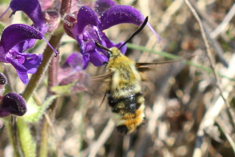 Hemaris tityus - pöszörszender