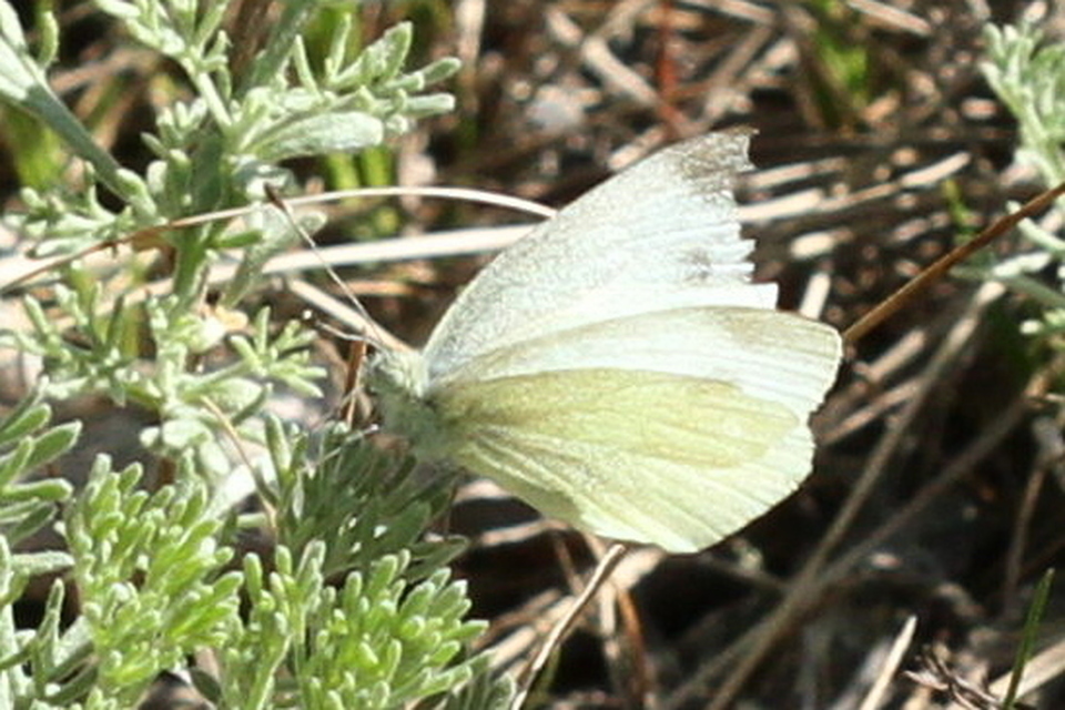 Pieris ergane - sziklai fehérlepke