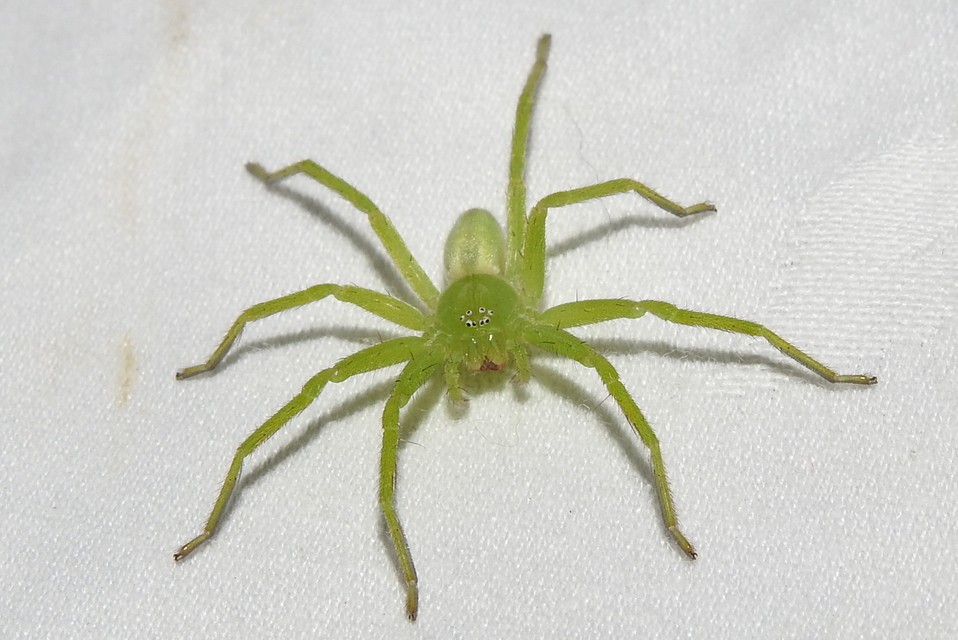 Micrommata virescens - hunyópók