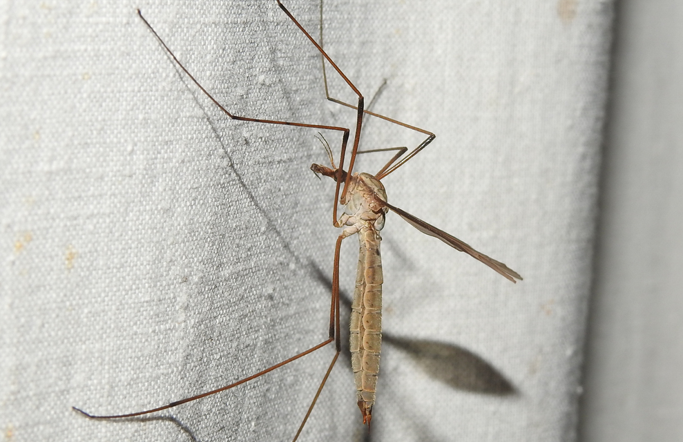 Tipula