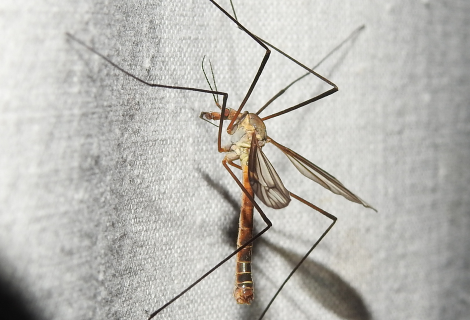 Tipula vernalis
