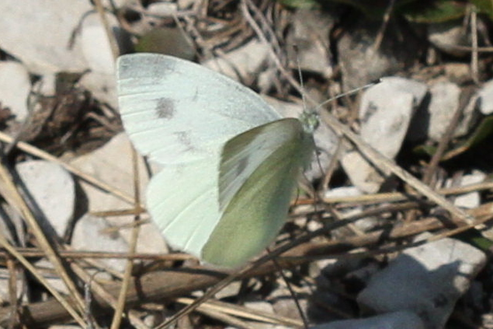 Pieris ergane - sziklai fehérlepke
