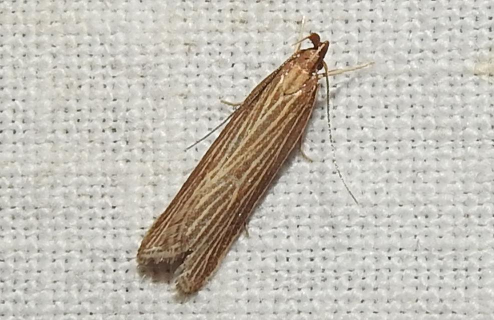 Helcystogramma albinervis - fehérerű lápimoly