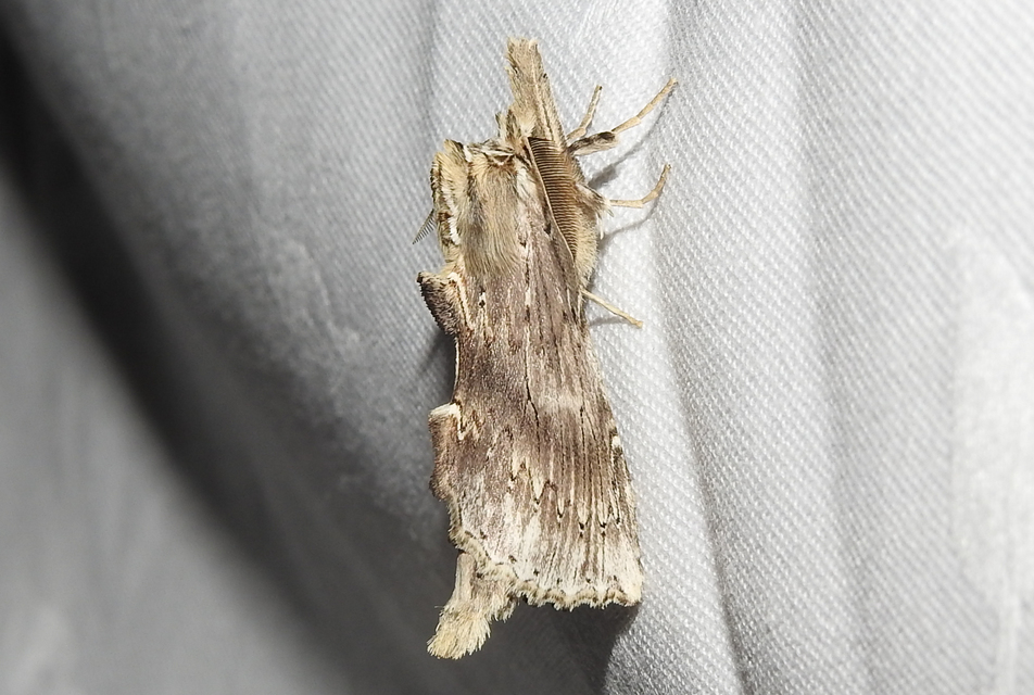 Pterostoma palpina - csőrös púposszövő