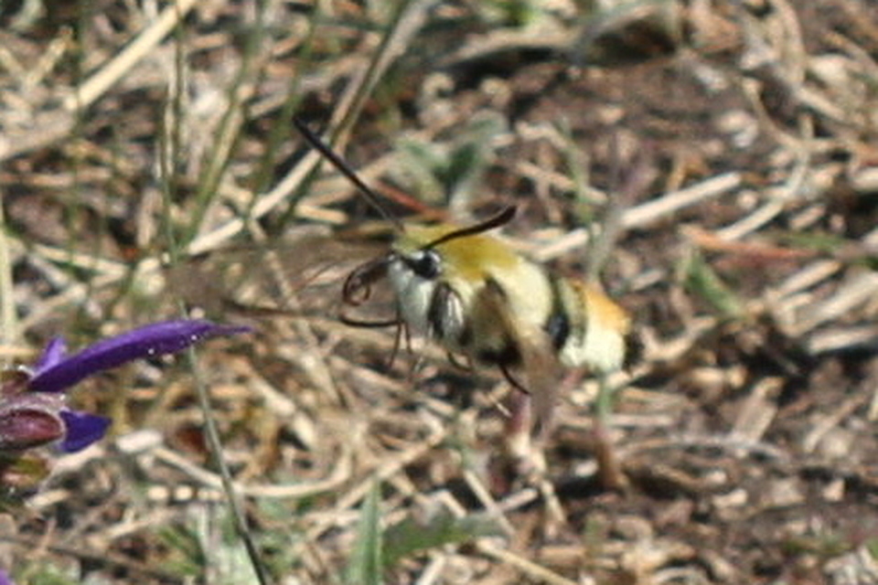Hemaris tityus - pöszörszender