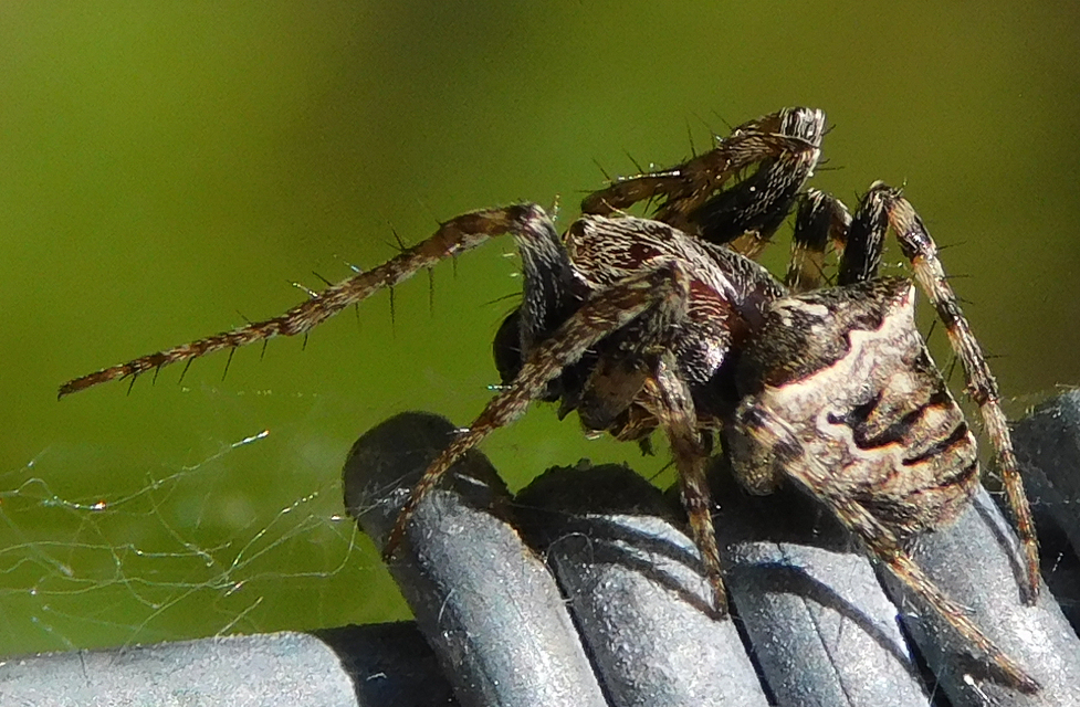 Gibbaranea bituberculata - kétcsúcsú keresztespók