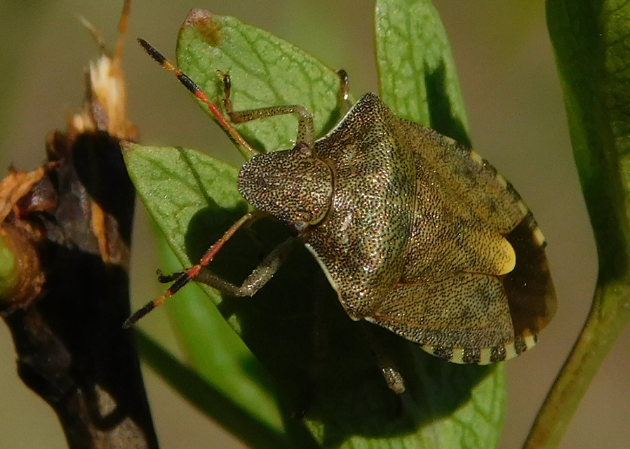 Peribalus strictus - tavaszi címerespoloska Peribalus strictus - tavaszi címerespoloska