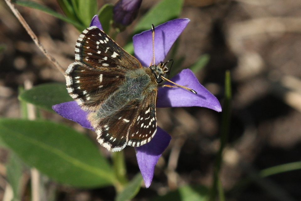 Spialia orbifer - törpe busalepke