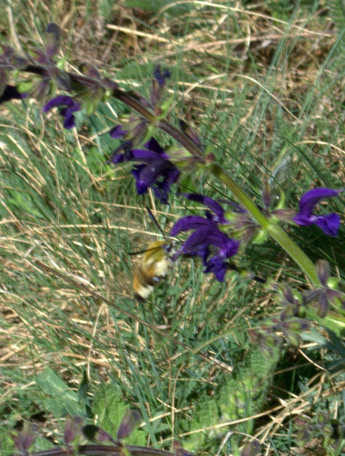 Hemaris tityus - pöszörszender