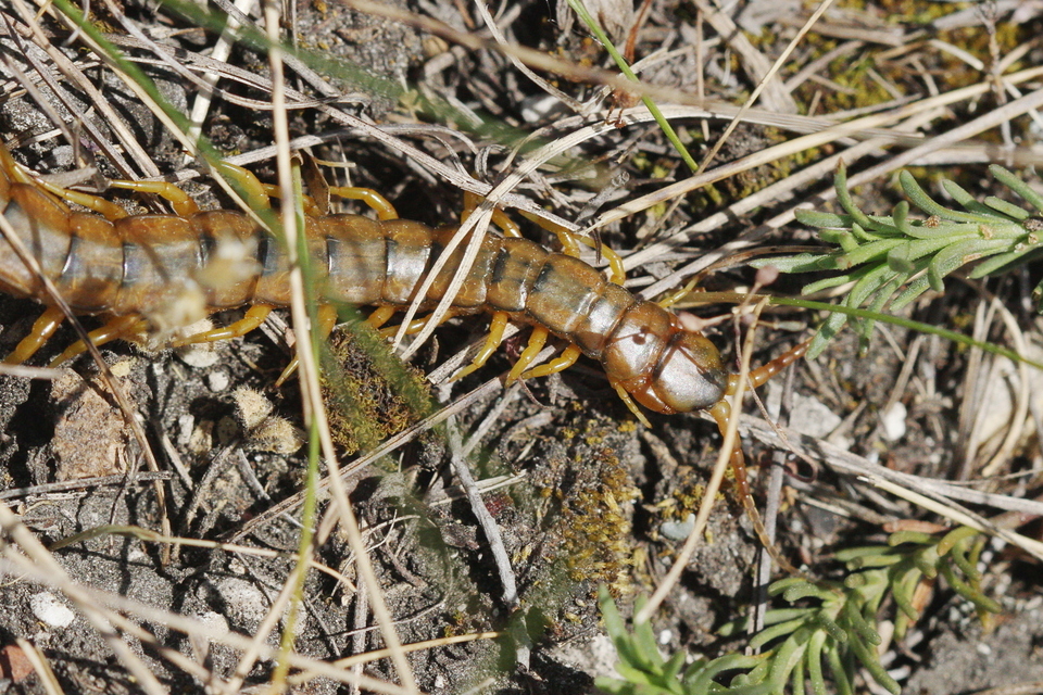 Scolopendra cingulata - öves szkolopendra