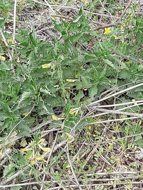 Bombus argillaceus - délvidéki poszméh