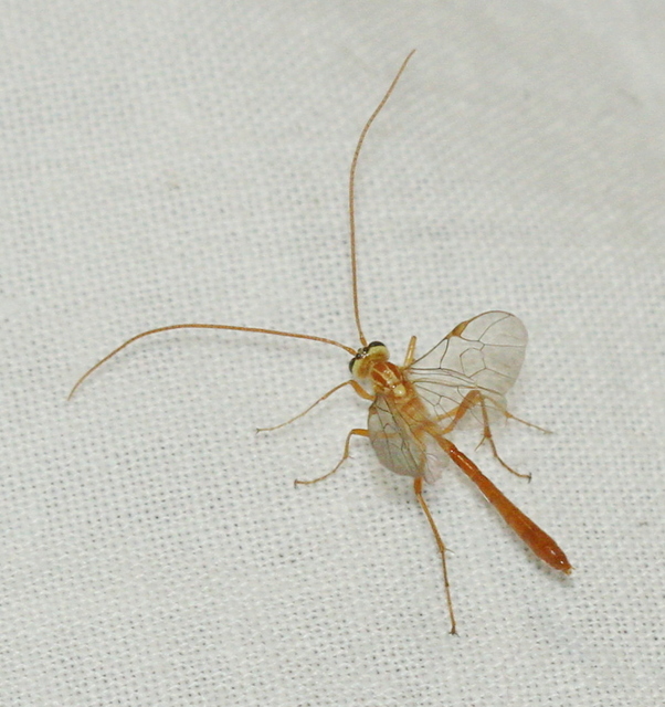 Ophion obscuratus