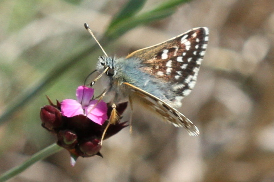 Spialia orbifer - törpe busalepke
