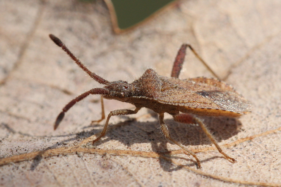 Spathocera