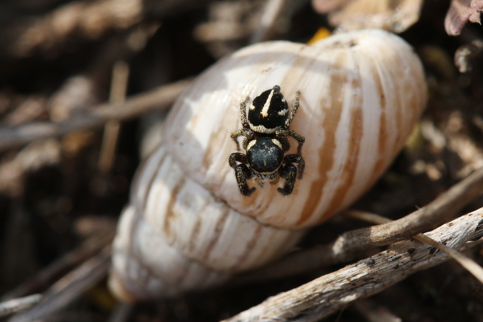 Pellenes nigrociliatus - csigás ugrópók