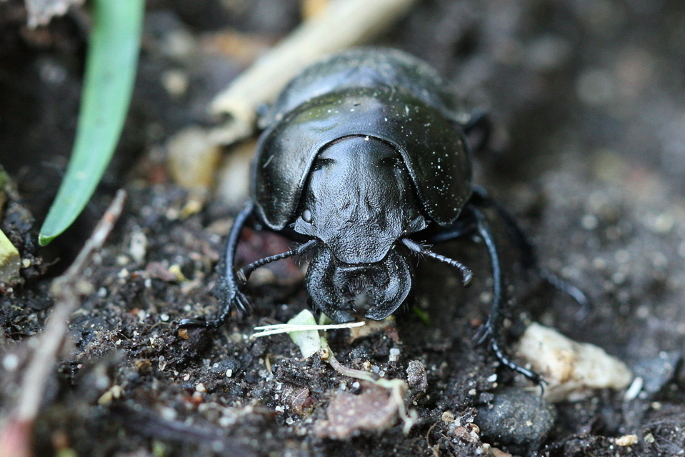 Lethrus apterus - nagyfejű csajkó