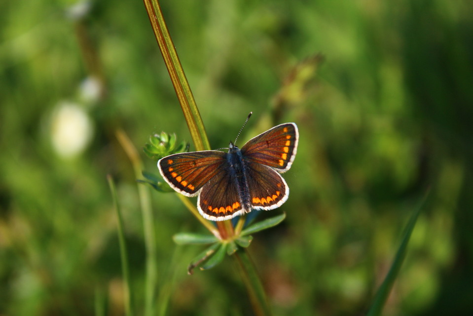 Aricia agestis - szerecsenboglárka
