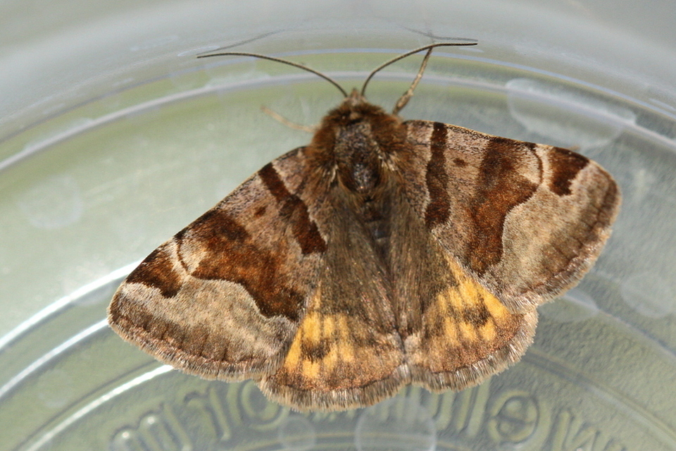 Euclidia glyphica - közönséges nappalibagoly