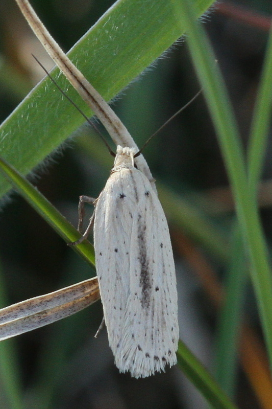 Agonopterix pallorella - sápadt laposmoly
