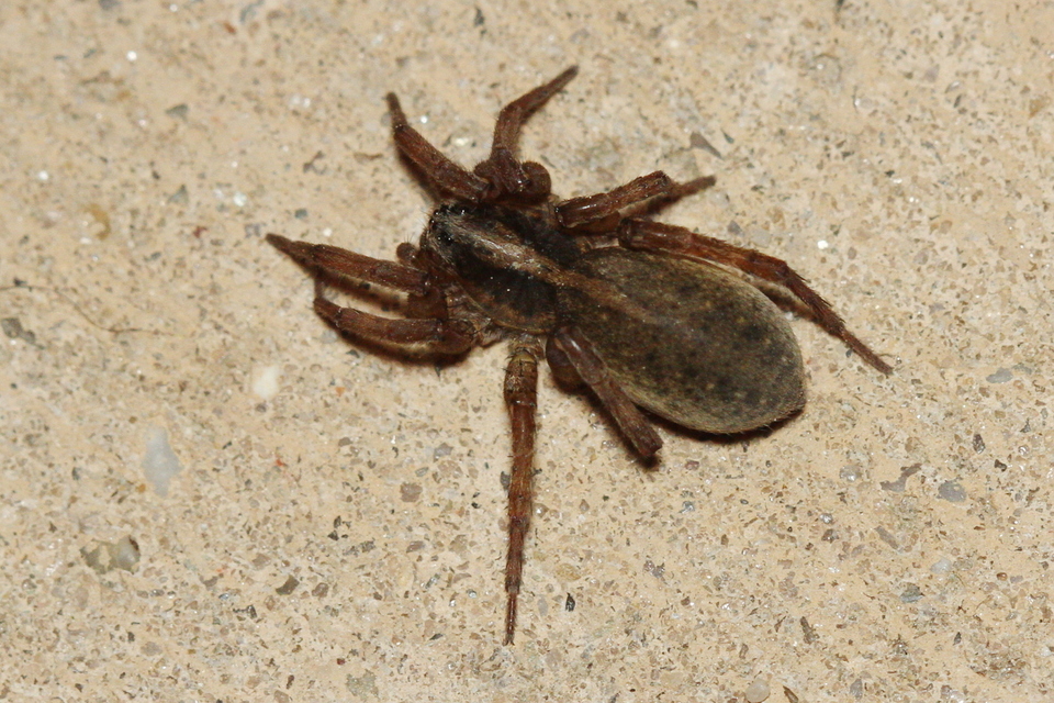 Trochosa