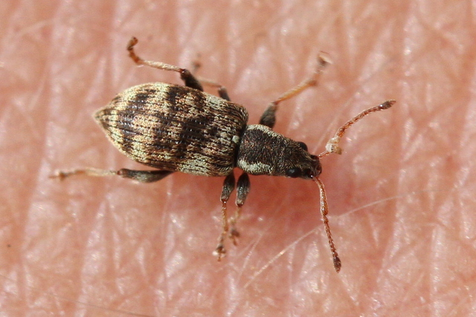 Oedecnemidius varius - tarka tölgyormányos