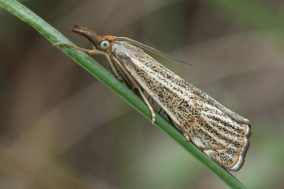 Thisanotia chrysonuchella - tavaszi fűgyökérmoly