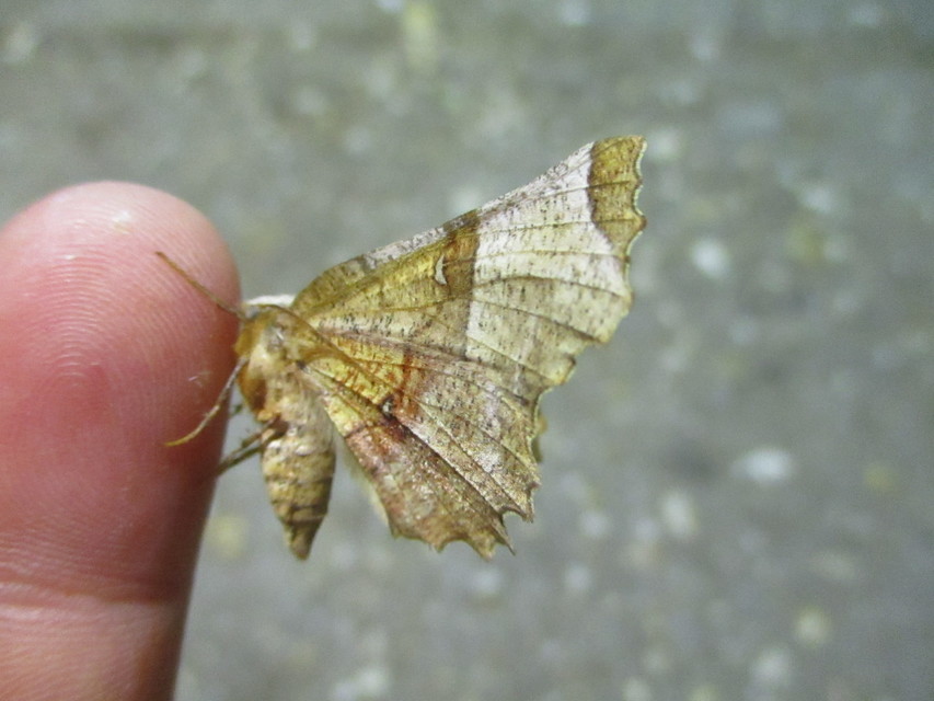 Selenia lunularia - egyfoltos holdasaraszoló
