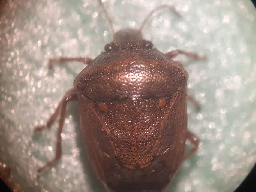 Eysarcoris aeneus - fémes feketefejű-poloska Eysarcoris aeneus - fémes feketefejű-poloska