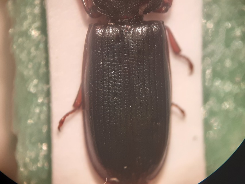 Tenebroides mauritanicus - lisztmentő korongbogár