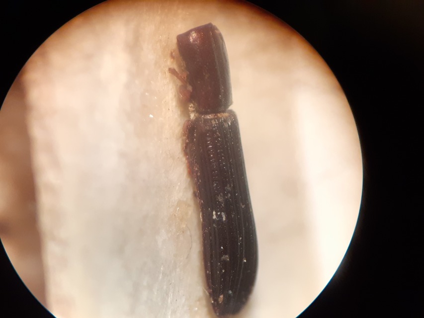 Colydium elongatum - ösztövér héjbogár