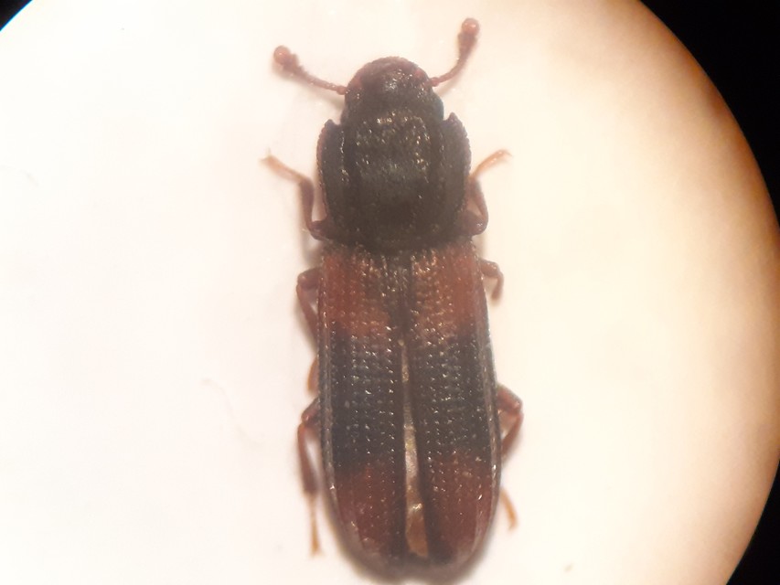 Bitoma crenata - szalagos héjbogár
