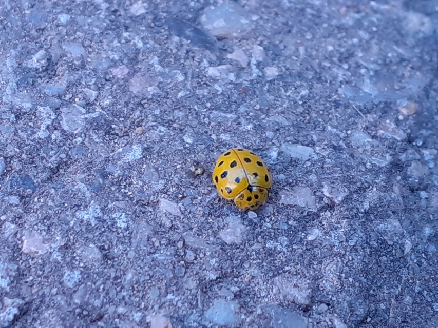 Psyllobora vigintiduopunctata - huszonkétpettyes katica
