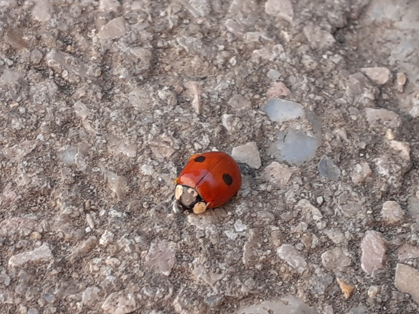 Adalia bipunctata - kétpettyes katica