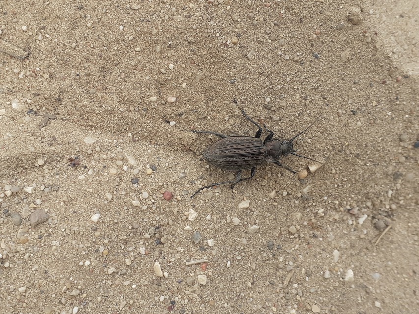 Carabus granulatus - mezei futrinka