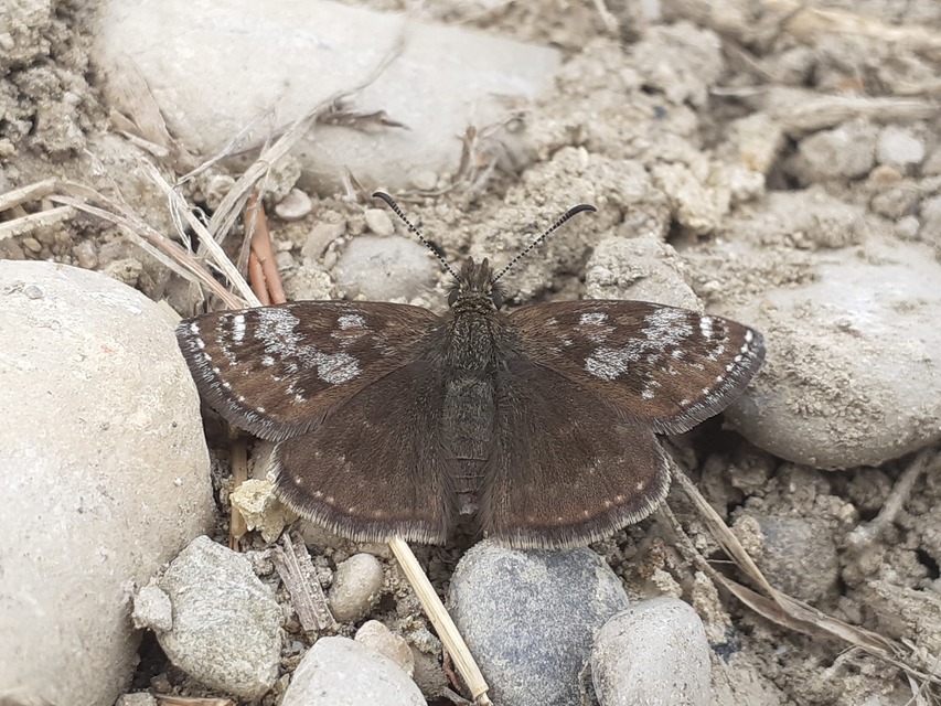 Erynnis tages - cigánylepke