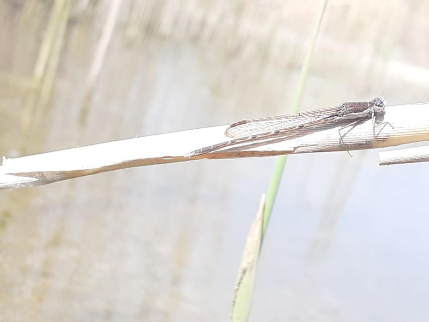 Sympecma fusca - téli rablószitakötő