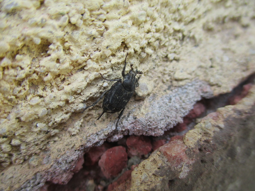 Valgus hemipterus - suta virágbogár