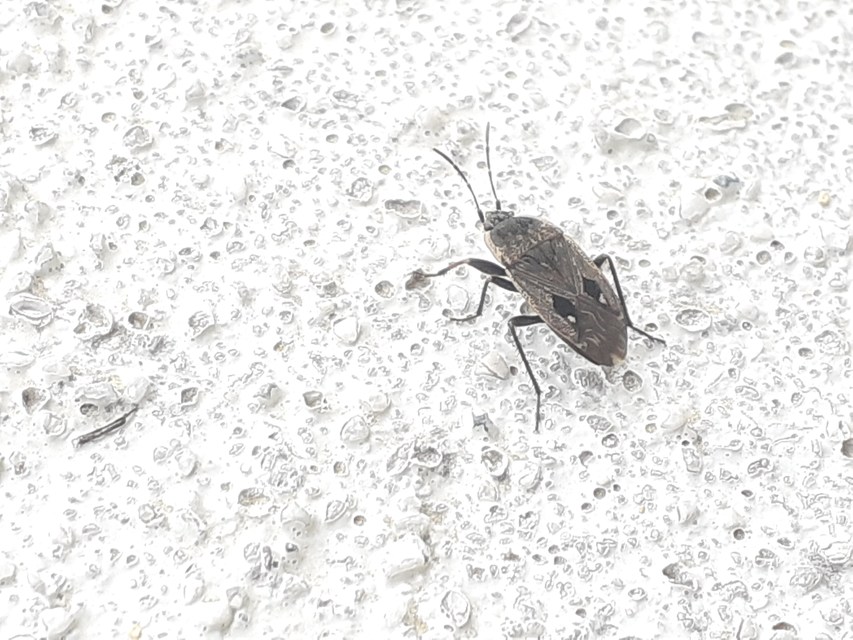 Graptopeltus lynceus - homoki díszesbodobács