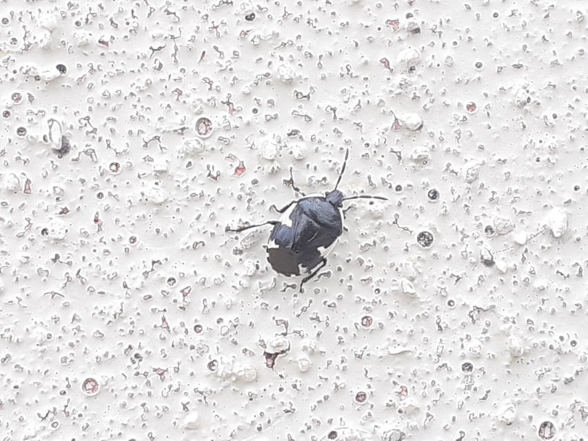 Tritomegas sexmaculatus - hatfoltos földipoloska