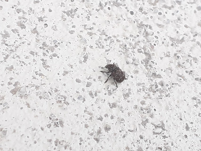 Anthribus nebulosus - ködfoltos pajzstetvész-orrosbogár