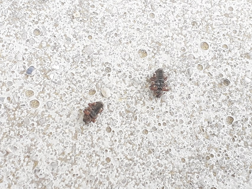 Lignyodes suturatus - barázdás kőrismagormányos