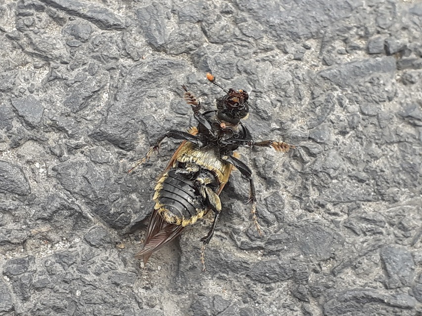 Nicrophorus vespillo - közönséges temetőbogár