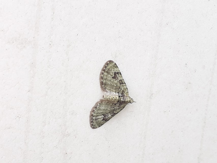 Chloroclystis v-ata - zöldes törpearaszoló