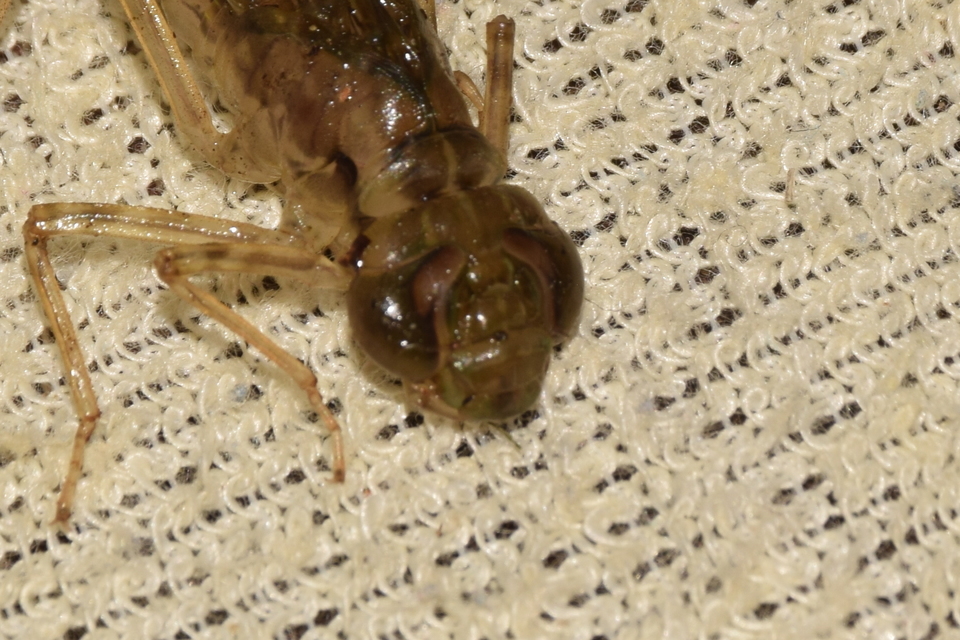 Anax imperator - zöld óriásacsa