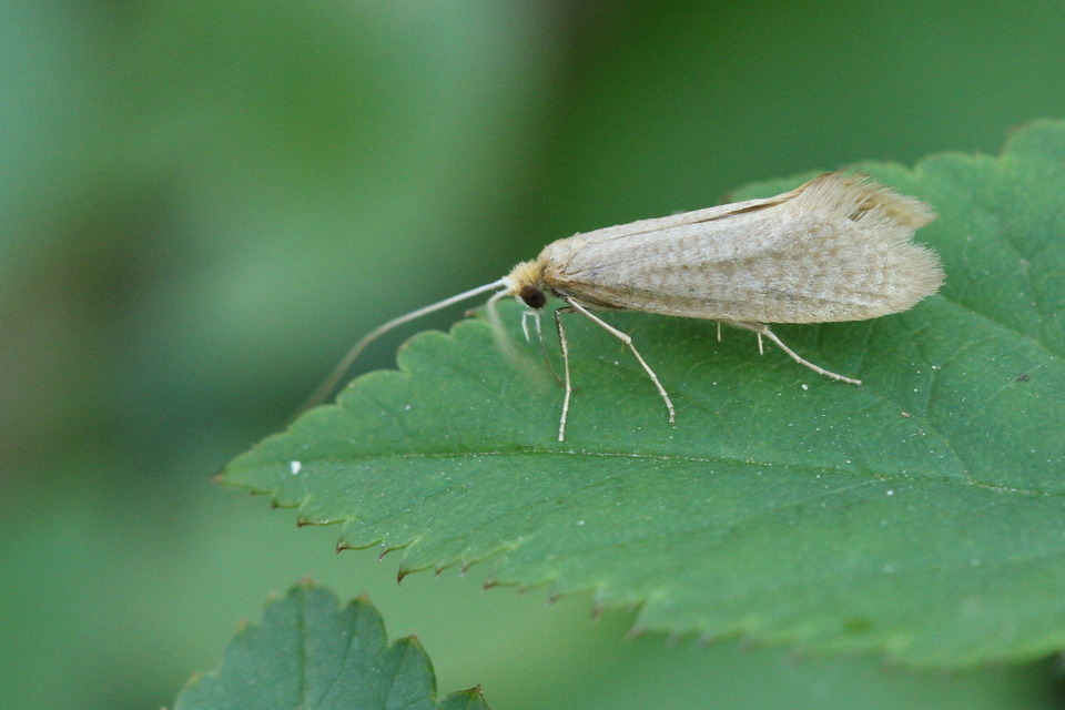 Nematopogon