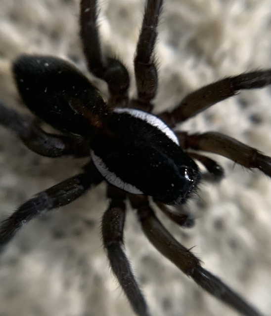 Pirata piscatorius