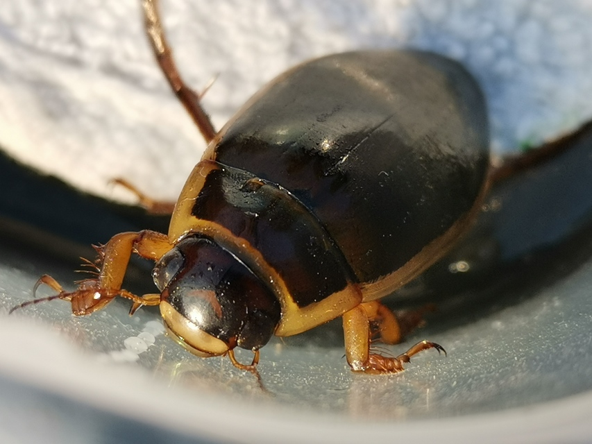 Dytiscus circumflexus - foltoshasú csíkbogár