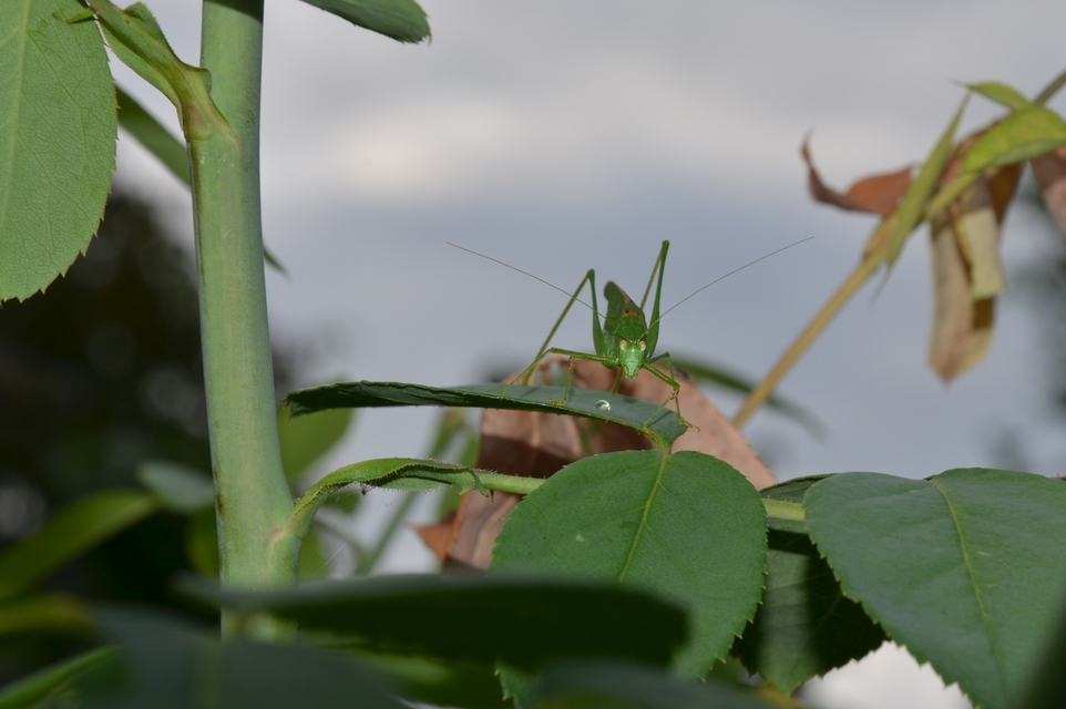 Phaneroptera nana - pontozott repülőszöcske