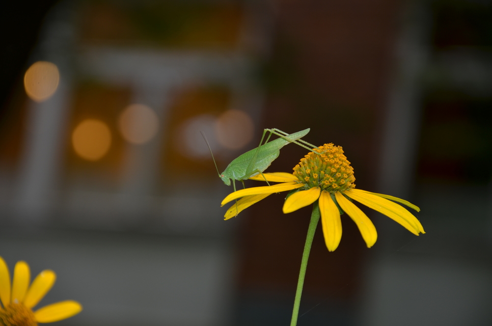 Phaneroptera nana - pontozott repülőszöcske