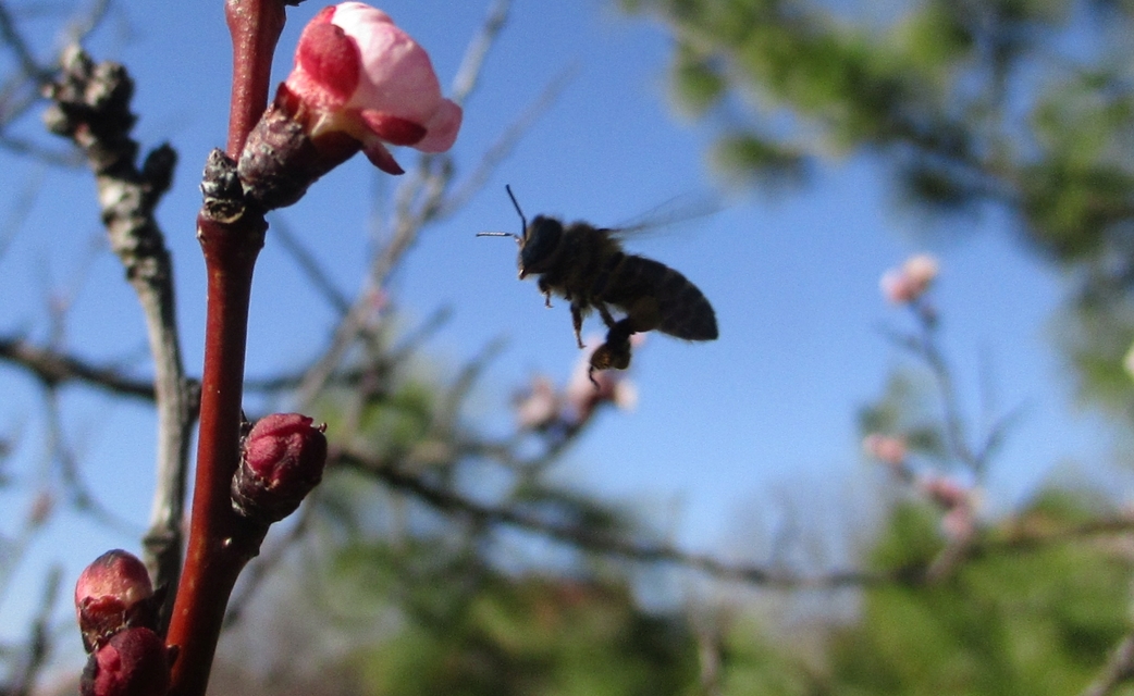 Apis mellifera - háziméh